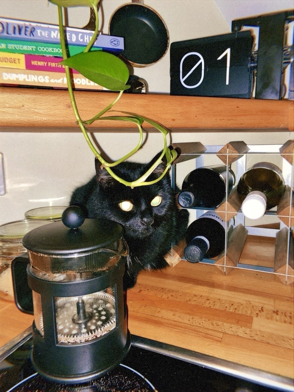 01HVD1EAF1DER4RGY1MWEPM622-low-res-branded-.jpeg Black cat crouched on a kitchen worktop in a corner under a shelf and next to a wine rack