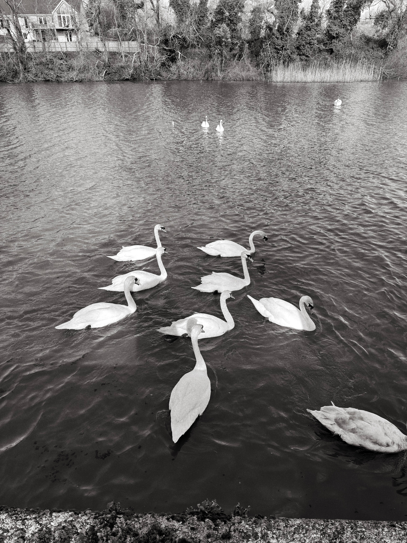 Auto-generated description: A group of swans gracefully swims in a tranquil body of water with a natural backdrop.