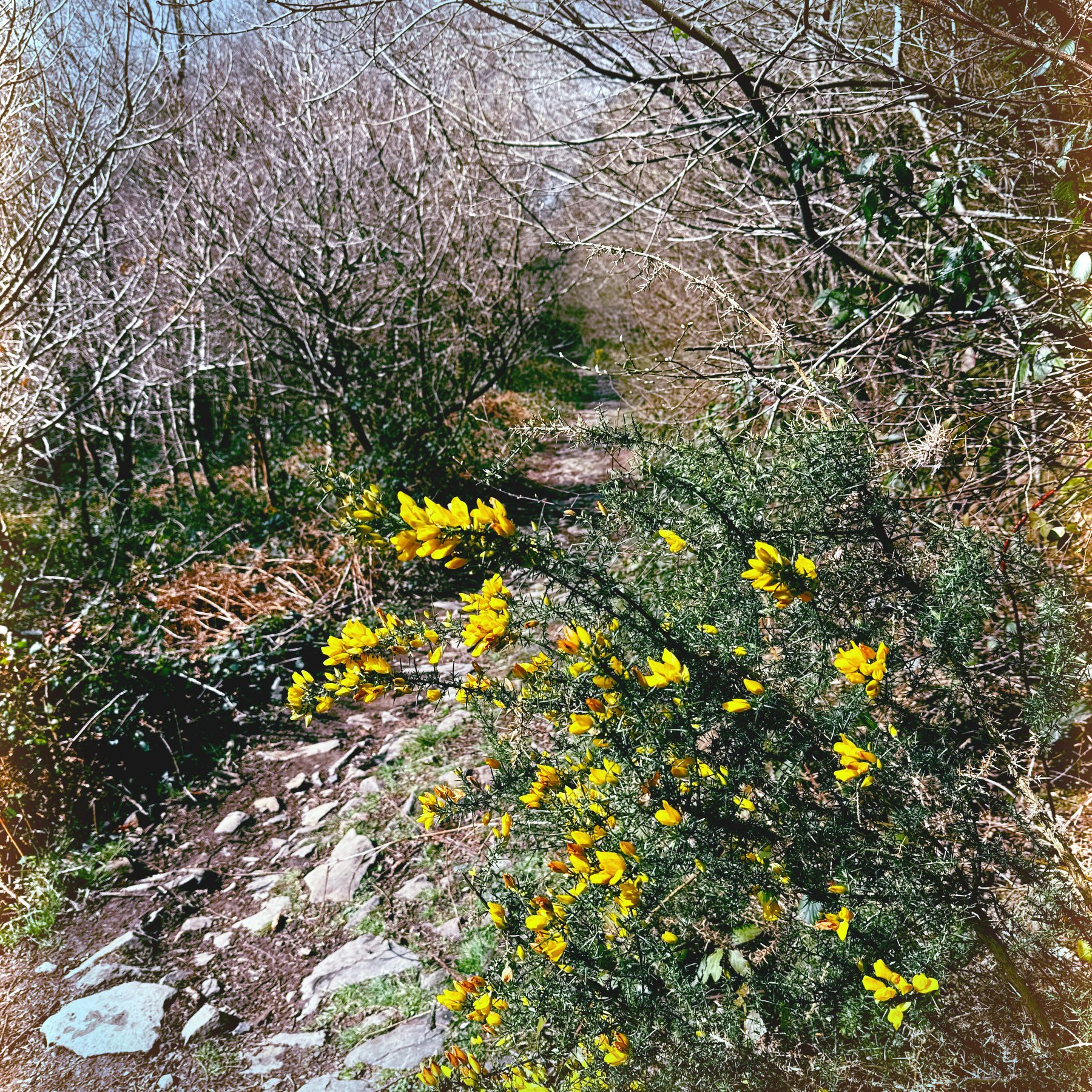 Auto-generated description: A woodland path is lined with lush, yellow-flowering shrubs and bare trees.